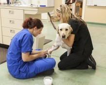 Veterinary Medicine
